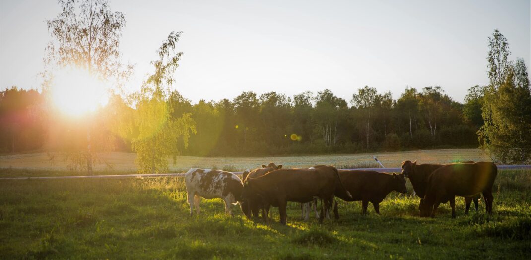 Kor på bete i hagar i lantligt landskap runt Ulvsby herrgård.