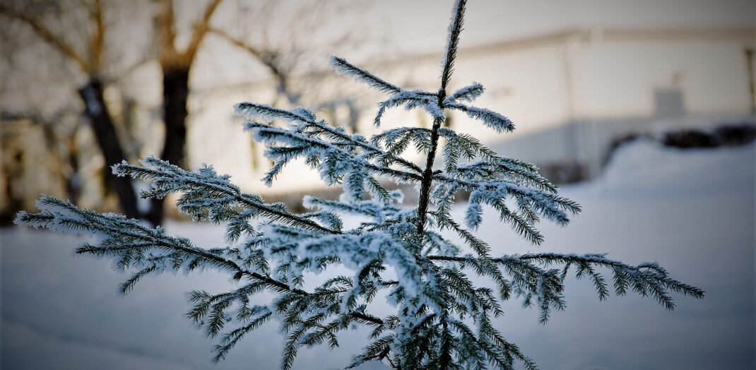 Liten rimfrostig gran i snödriva framför Ulvsby herrgård