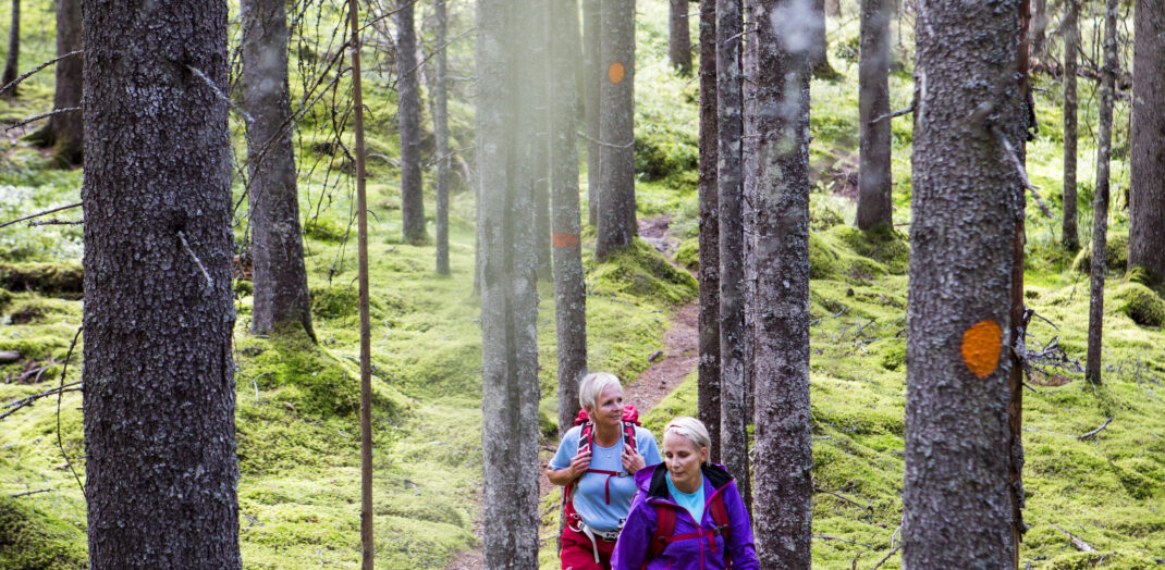 Kvinnor vandrar på stig i granskog på Värmlandsleden Gruvrundan i Gräsmark